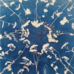 Achillea millefolium, die Gemeine Schafgarbe - Cyanotypie