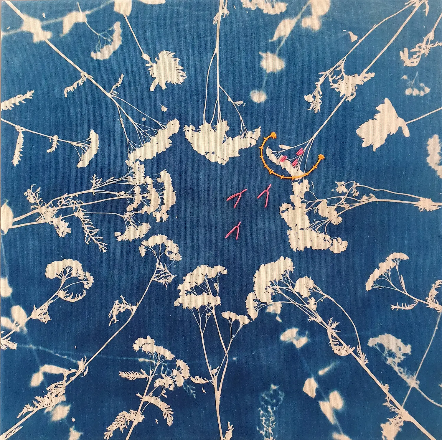 Achillea millefolium, die Gemeine Schafgarbe - Cyanotypie