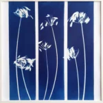 Agapantus, die Schmucklilie - Cyanotypie