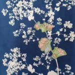 Behütet-Alchemilla, der Frauenmantel - Cyanotypie, 30x40cm