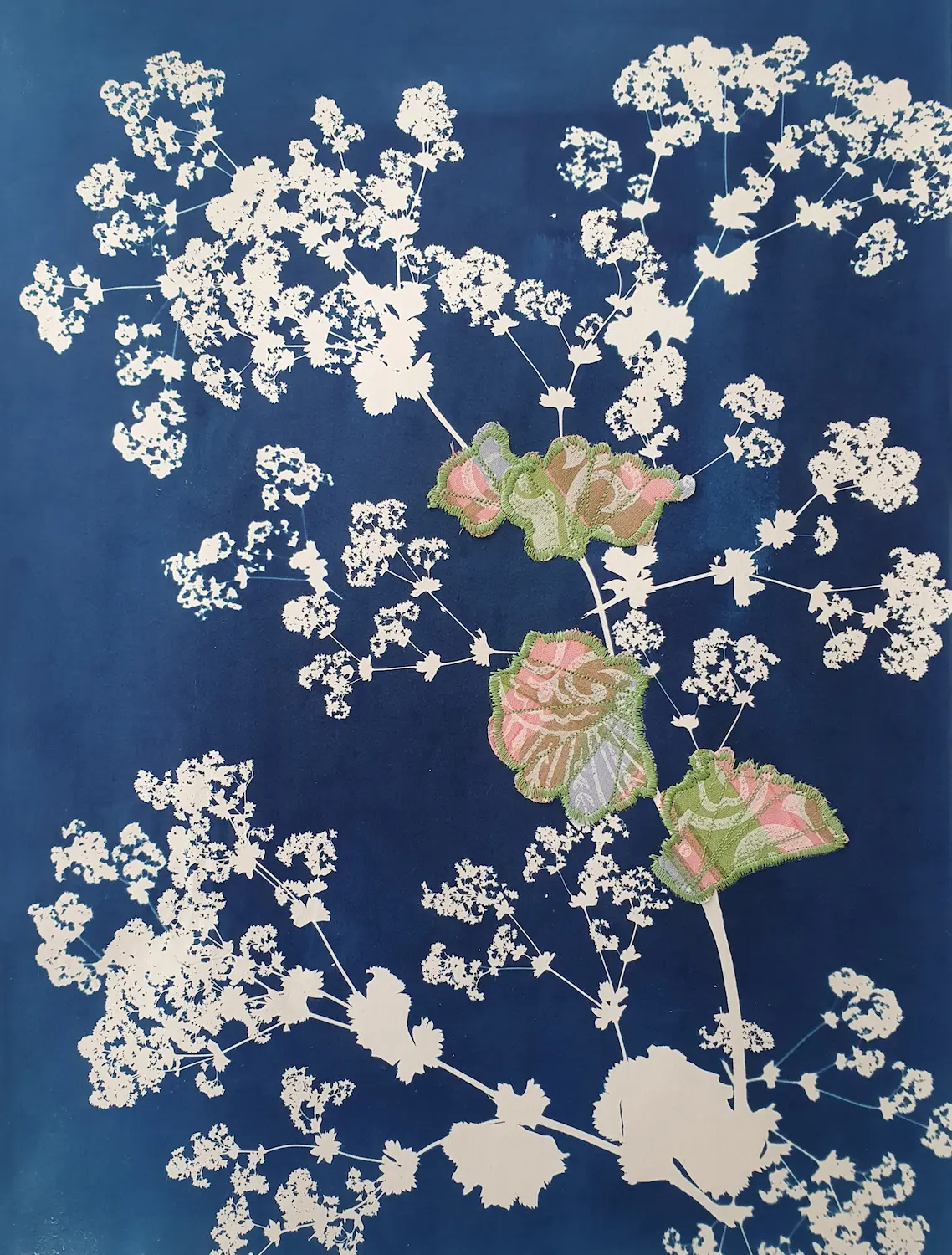 Behütet-Alchemilla, der Frauenmantel - Cyanotypie, 30x40cm