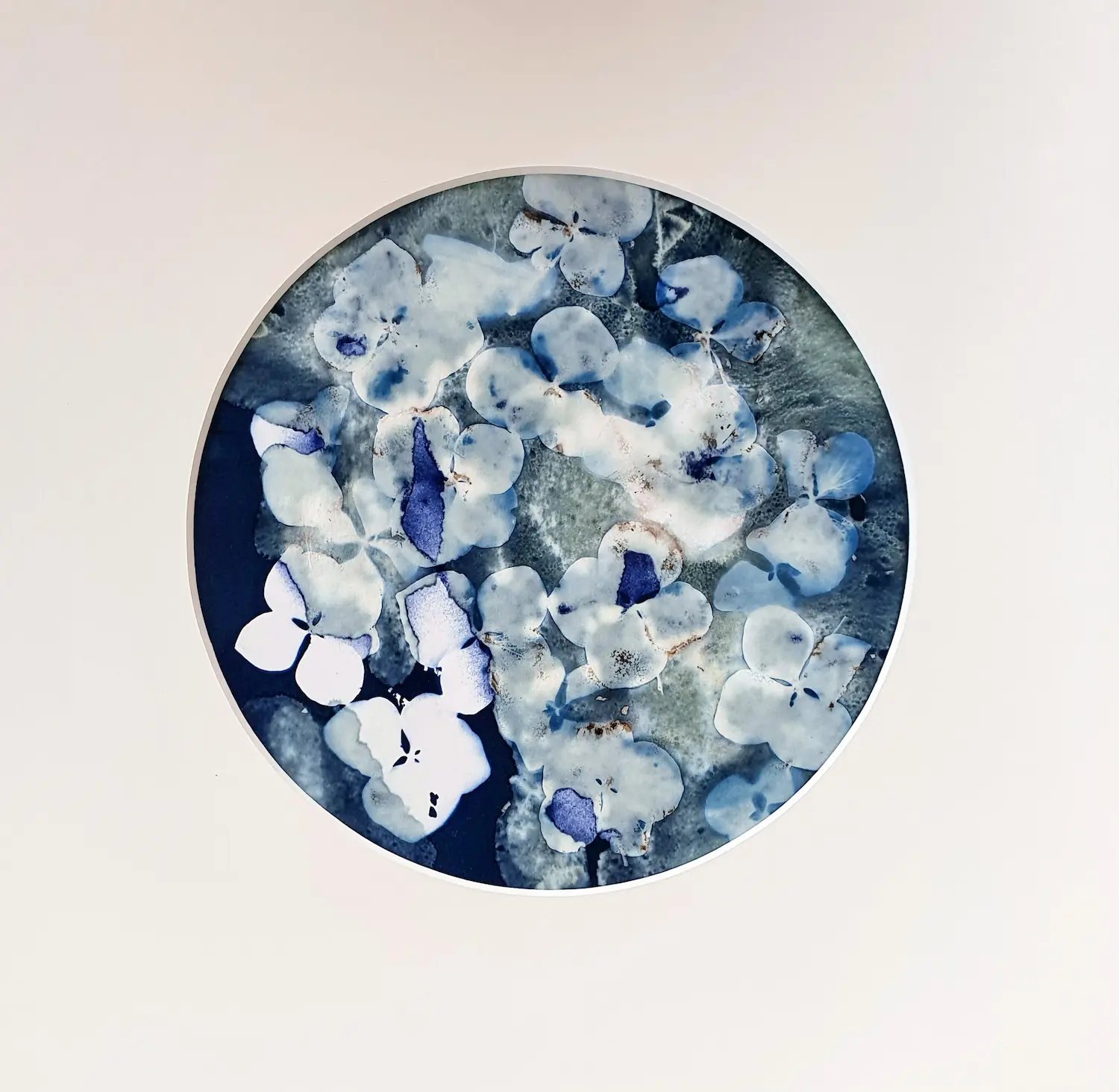 Bewunderung für die Hortensie - Cyanotypie, 20cm