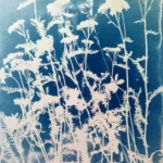 Das Frauenkraut oder die Gemeine Schafgarbe - Cyanotypie, 36x48cm