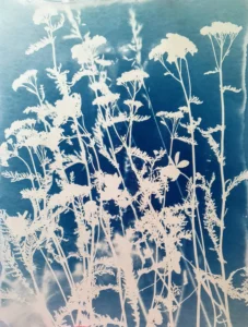 Das Frauenkraut oder die Gemeine Schafgarbe - Cyanotypie, 36x48cm