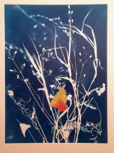 Das Herbstblatt - Cyanotypie, 30x40cm