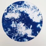 Das Jakobskraut, der Samenstand im Spätherbst - Cyanotypie, Durchmesser 25cm