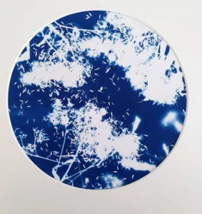 Das Jakobskraut, der Samenstand im Spätherbst - Cyanotypie, Durchmesser 25cm