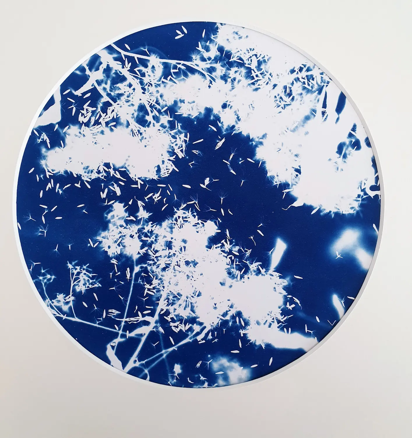 Das Jakobskraut, der Samenstand im Spätherbst - Cyanotypie, Durchmesser 25cm