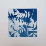 Der Blauregen - Cyanotypie, 25x25cm