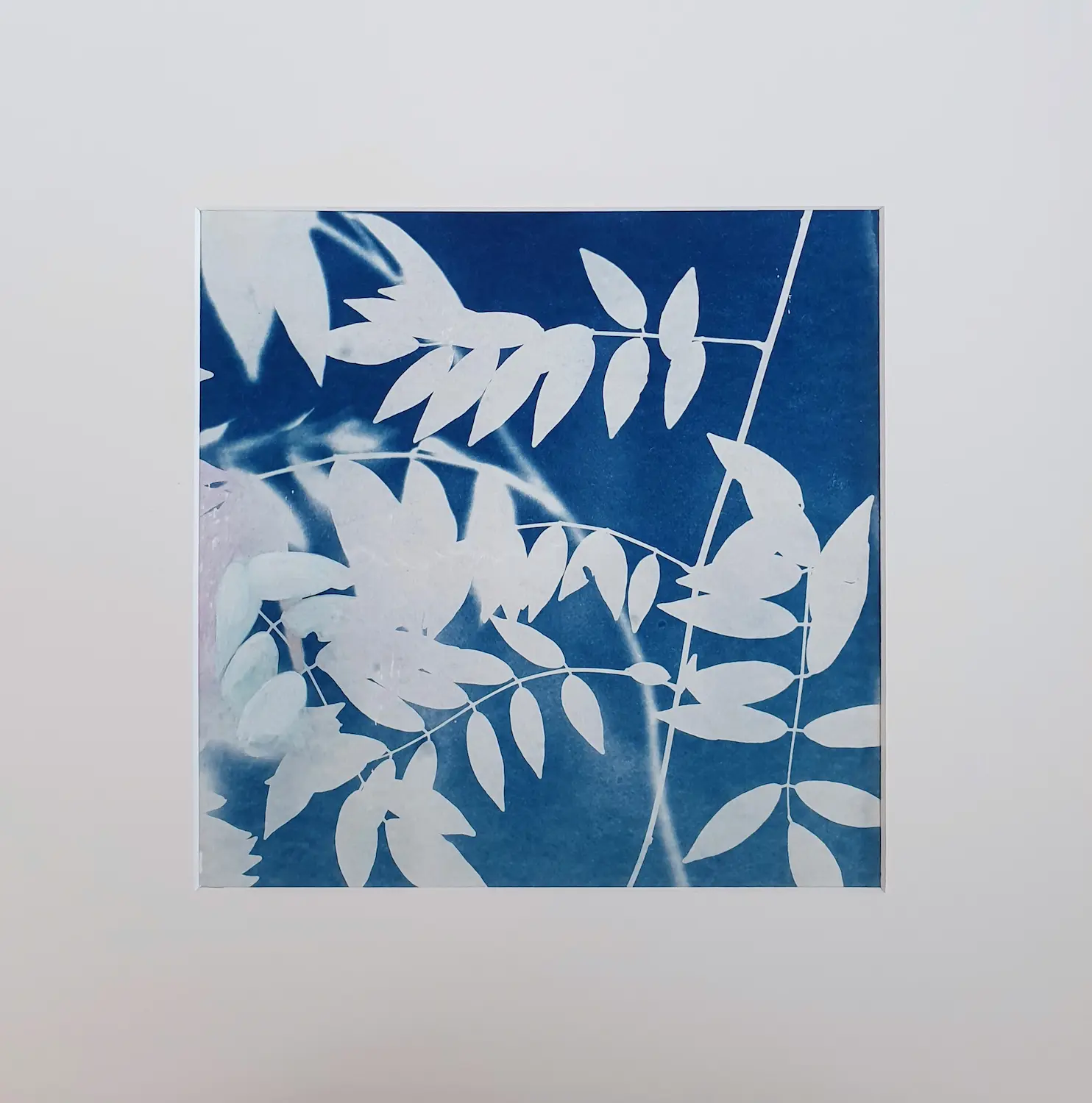 Der Blauregen - Cyanotypie, 25x25cm