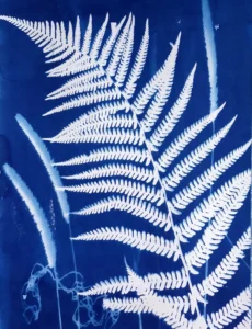 Der Farn - Cyanotypie, 30x40cm