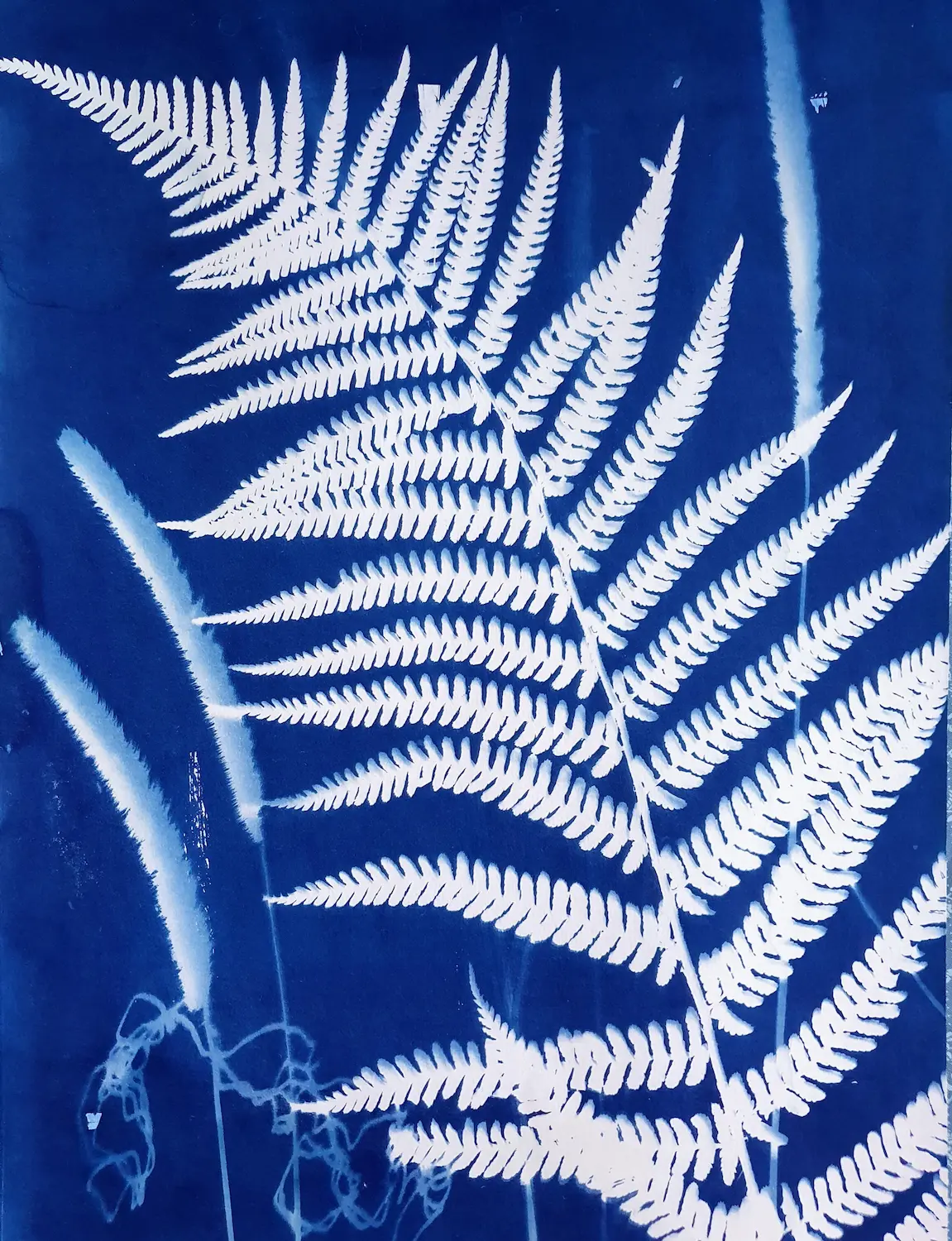 Der Farn - Cyanotypie, 30x40cm