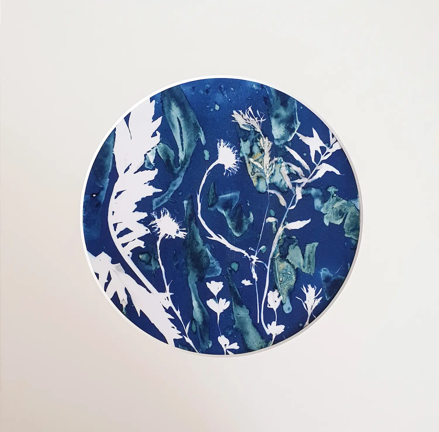 Der Huflattich - Cyanotypie, 20cm Durchmesser