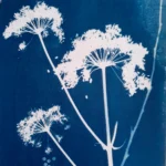 Der Wiesen-Bärenklau - Cyanotypie, 30x40cm