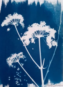 Der Wiesen-Bärenklau - Cyanotypie, 30x40cm