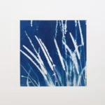 Der Wiesenfuchsschwanz - Cyanotypie, 25x25cm