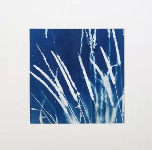 Der Wiesenfuchsschwanz - Cyanotypie, 25x25cm