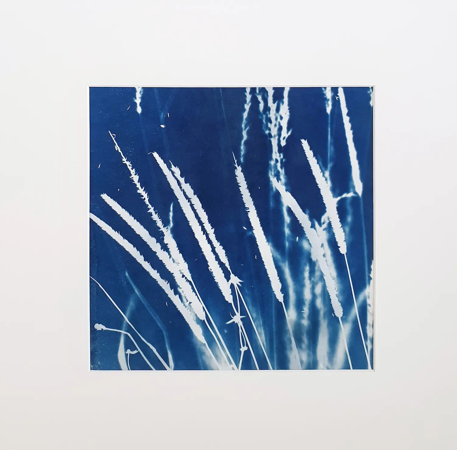 Der Wiesenfuchsschwanz - Cyanotypie, 25x25cm