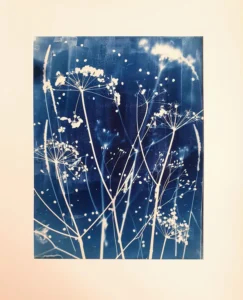 Die Bärenkralle - Der Riesenbärenklau - Cyanotypie, 50x64cm