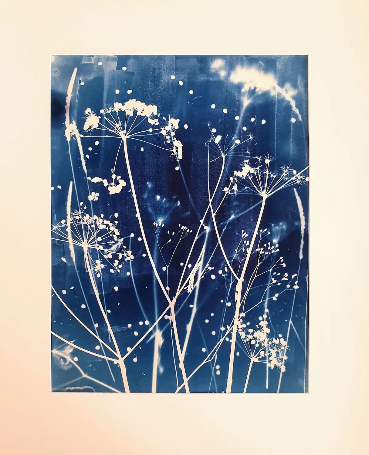 Die Bärenkralle - Der Riesenbärenklau - Cyanotypie, 50x64cm