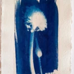Die geballte Kraft der Zwiebelblüte - Cyanotypie, 30x40cm