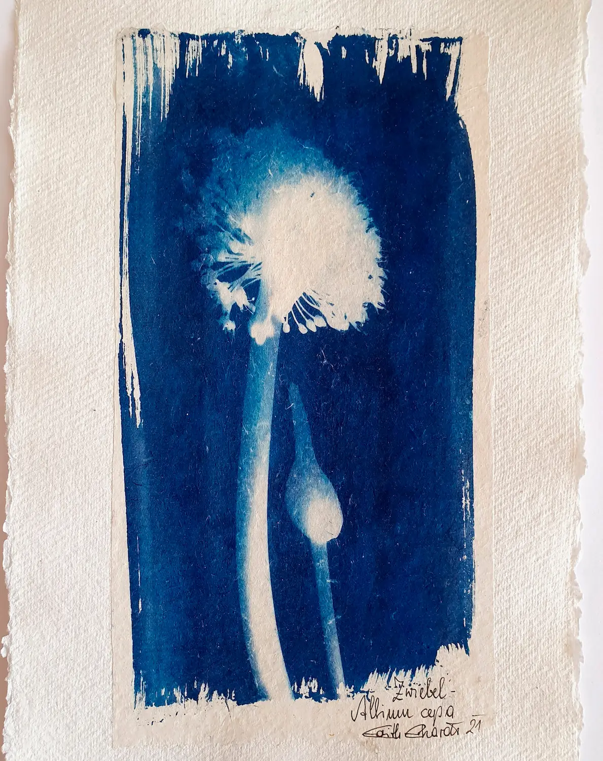 Die geballte Kraft der Zwiebelblüte - Cyanotypie, 30x40cm