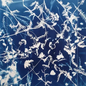 Die Schafgarbe in Vollkommenheit - Cyanotypie