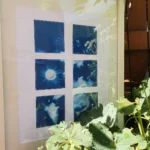 Frauenmantel im Sonnenlicht-Zwirn trifft Papier - Cyanotypie, 24x30cm