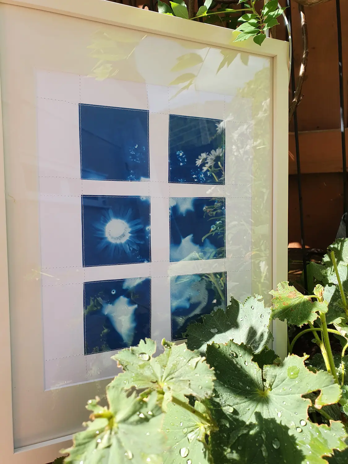 Frauenmantel im Sonnenlicht-Zwirn trifft Papier - Cyanotypie, 24x30cm