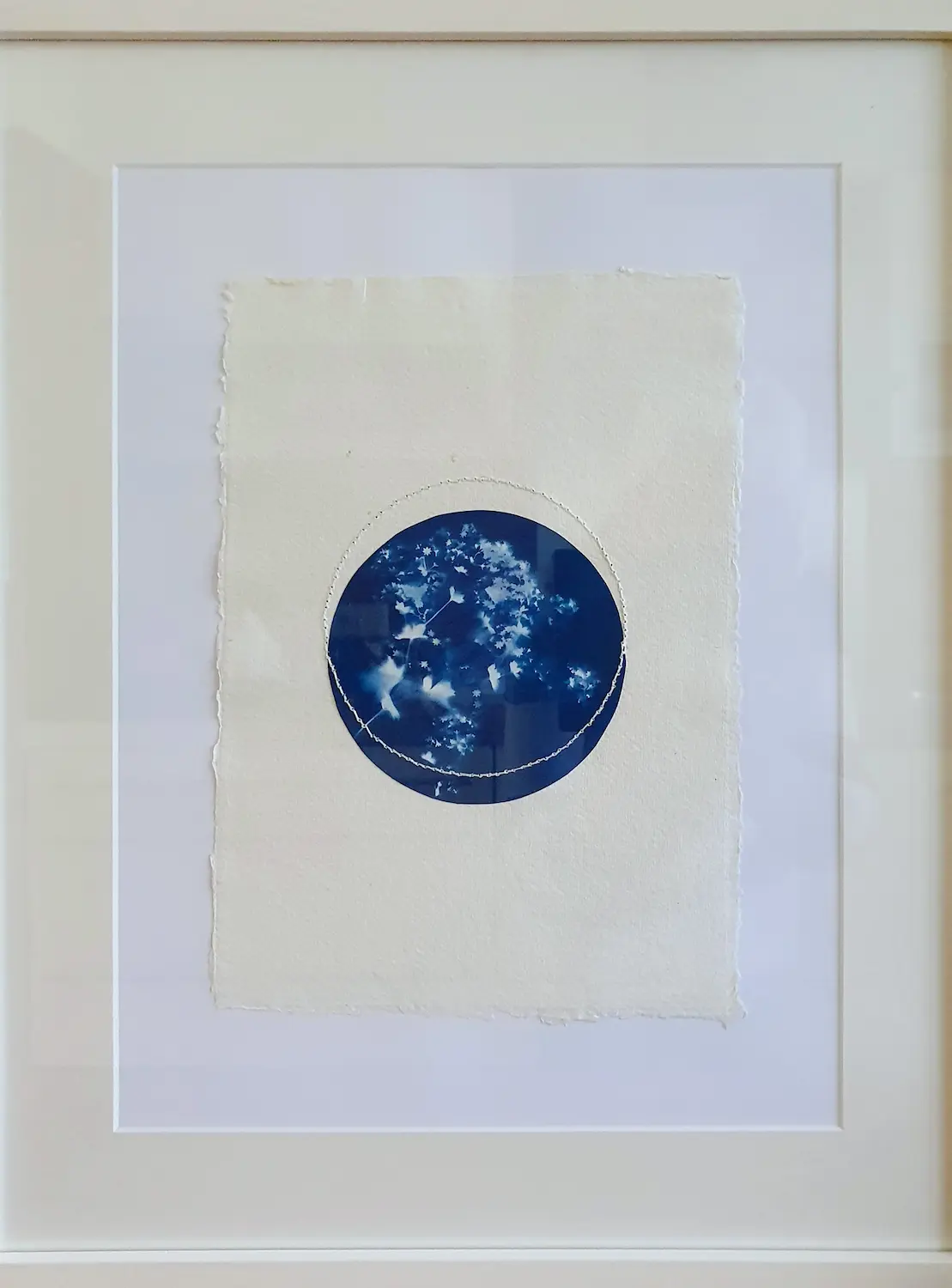 Frauenmantel - Schutz der Liebe - Cyanotypie