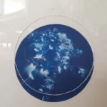 Frauenmantel - Schutz der Liebe - Cyanotypie, 30x40cm