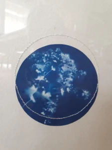 Frauenmantel - Schutz der Liebe - Cyanotypie, 30x40cm