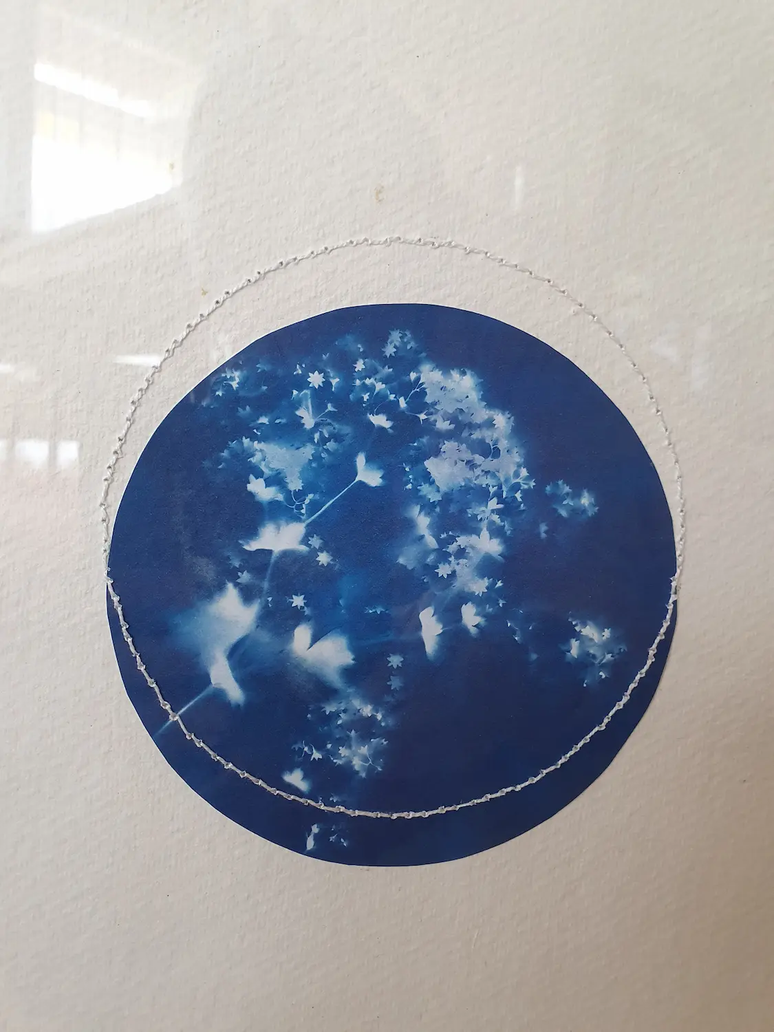 Frauenmantel - Schutz der Liebe - Cyanotypie, 30x40cm