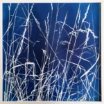 Gräser trotzen dem Winter - Cyanotypie,