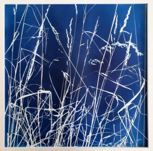 Gräser trotzen dem Winter - Cyanotypie,