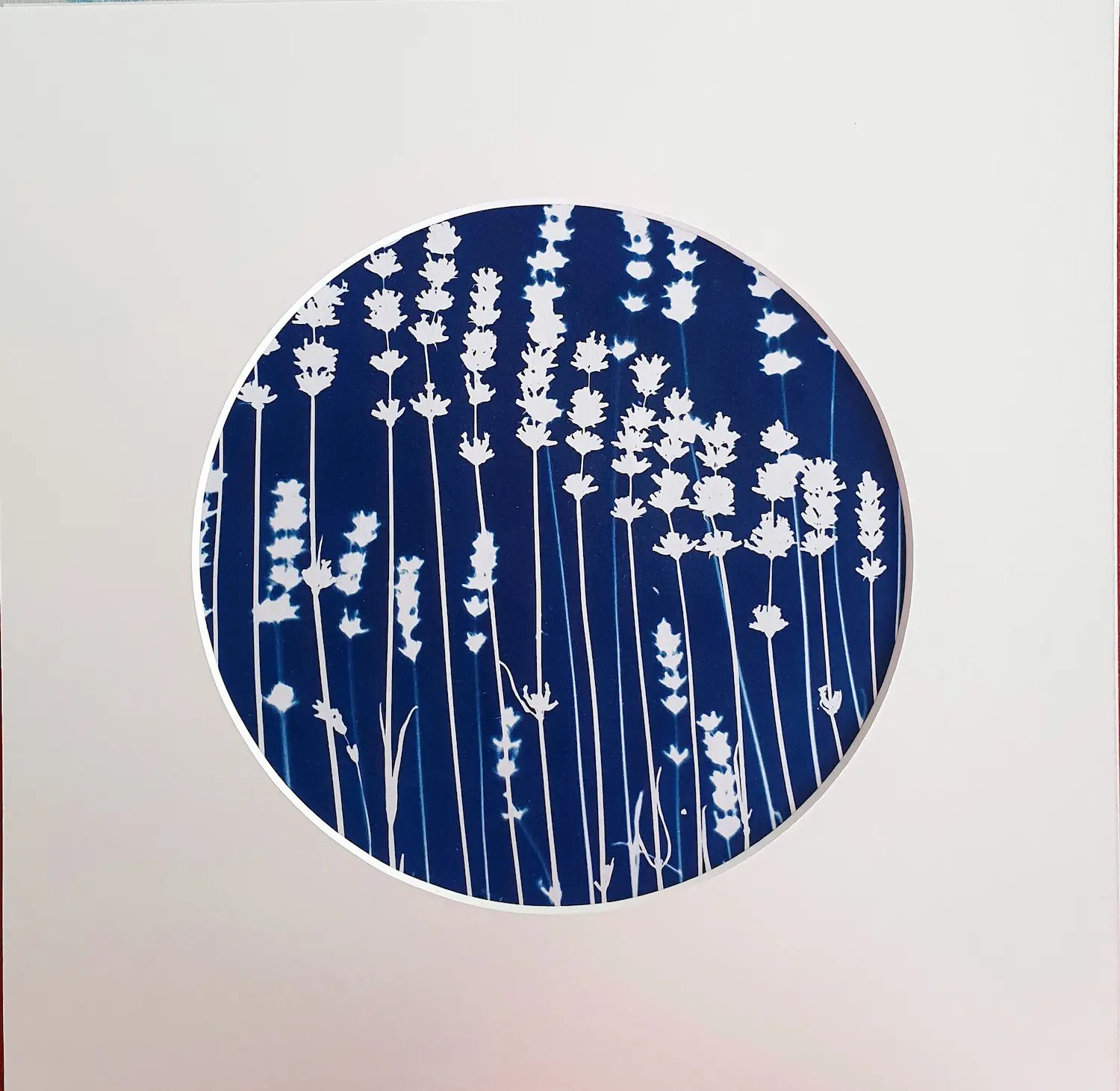 Lavendula in geordneter Reihe - Cyanotypie, 20cm Durchmesser