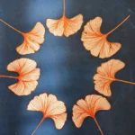 Momente des Glücks -der Ginkgo - Cyanotypie, 22x28cm