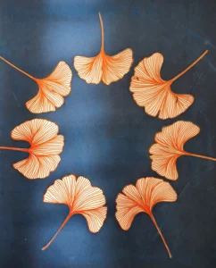 Momente des Glücks -der Ginkgo - Cyanotypie, 22x28cm