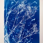 Neues Leben für morgen - Cyanotypie, 40x50cm