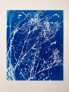 Neues Leben für morgen - Cyanotypie, 40x50cm