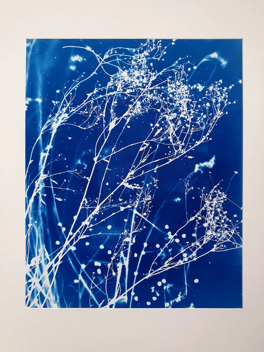 Neues Leben für morgen - Cyanotypie, 40x50cm