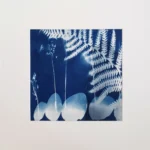 Vielfalt - Cyanotypie, 25x25cm
