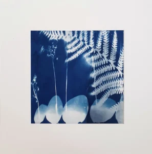 Vielfalt - Cyanotypie, 25x25cm