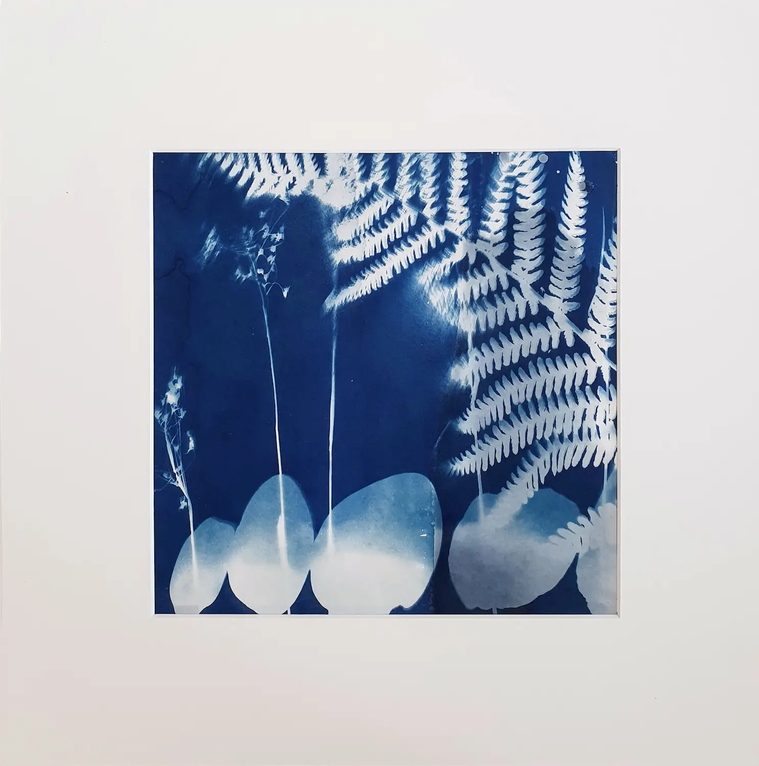 Vielfalt - Cyanotypie, 25x25cm